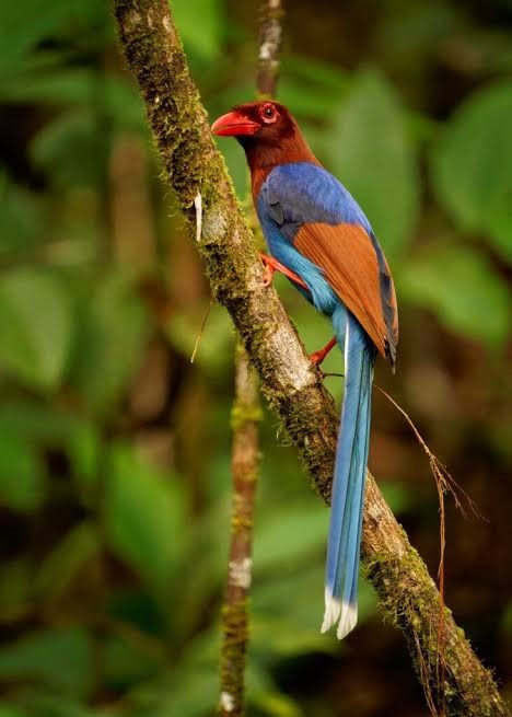 Sri Lanka blue magpie (Urocissa ornata) in Sinharaja Rainforest. Bird species endemic to Sri Lanka.